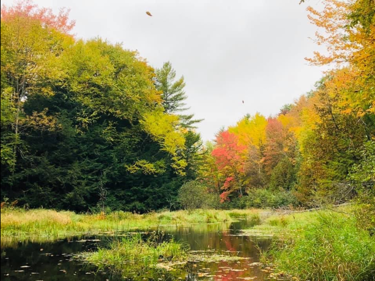 Fall colors in Maine